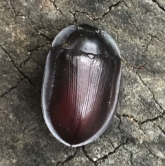 Pterohelaeus piceus (Pie-dish beetle) at Hughes, ACT - 13 Nov 2018 by ruthkerruish
