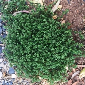 Polycarpon tetraphyllum at Hughes, ACT - 13 Nov 2018