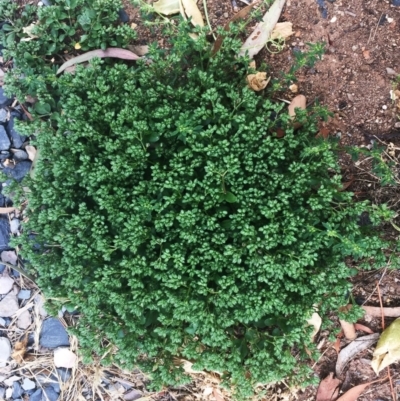 Polycarpon tetraphyllum (Four-leaf Allseed) at Hughes, ACT - 13 Nov 2018 by ruthkerruish