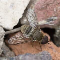 Villa sp. (genus) (Unidentified Villa bee fly) at Illilanga & Baroona - 9 Nov 2018 by Illilanga