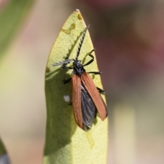 Porrostoma rhipidium (Long-nosed Lycid (Net-winged) beetle) at Illilanga & Baroona - 10 Nov 2018 by Illilanga