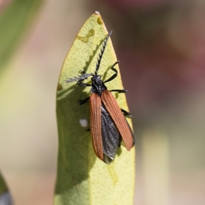 Porrostoma rhipidium (Long-nosed Lycid (Net-winged) beetle) at Illilanga & Baroona - 10 Nov 2018 by Illilanga