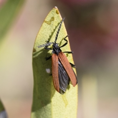 Porrostoma rhipidium (Long-nosed Lycid (Net-winged) beetle) at Michelago, NSW - 11 Nov 2018 by Illilanga