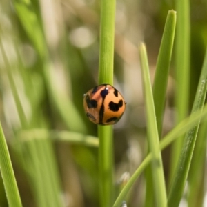 Coccinella transversalis at Michelago, NSW - 11 Nov 2018