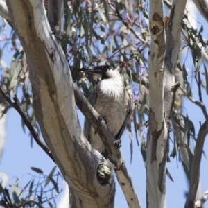 Philemon corniculatus at Michelago, NSW - 12 Nov 2018 10:03 AM