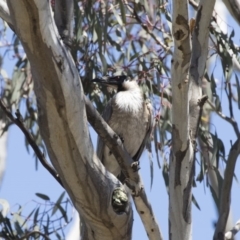 Philemon corniculatus (Noisy Friarbird) at Michelago, NSW - 11 Nov 2018 by Illilanga