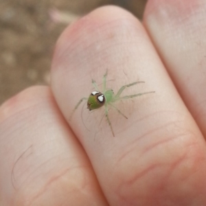 Araneus sp. (genus) at Weston, ACT - 13 Nov 2018