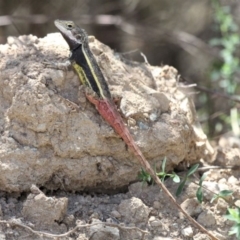 Diporiphora nobbi (Nobbi Dragon) at Paddys River, ACT - 11 Nov 2018 by HarveyPerkins