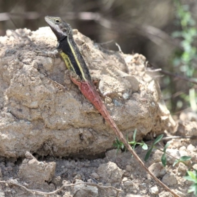 Diporiphora nobbi (Nobbi Dragon) at Bullen Range - 11 Nov 2018 by HarveyPerkins