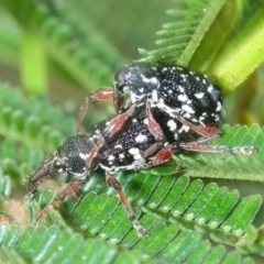 Aoplocnemis sp. (genus) (A weevil) at Larbert, NSW - 9 Nov 2018 by Harrisi