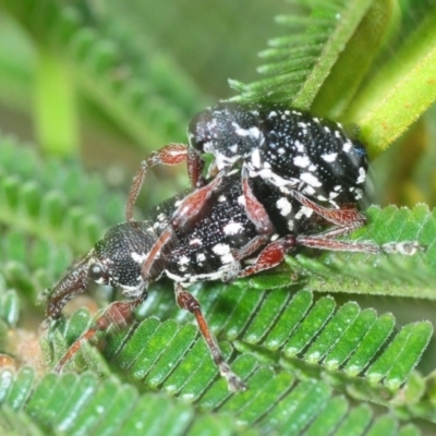 Aoplocnemis sp. (genus) (A weevil) at Larbert, NSW - 8 Nov 2018 by Harrisi