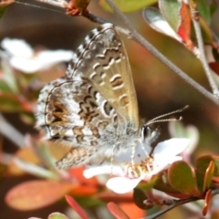 Neolucia agricola (Fringed Heath-blue) at Paddys River, ACT - 12 Nov 2018 by Harrisi