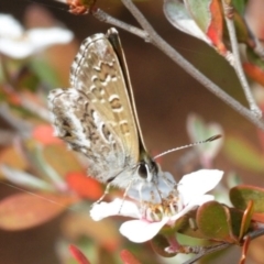 Neolucia agricola at Paddys River, ACT - 12 Nov 2018