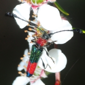 Telocera wollastoni at Uriarra Village, ACT - 12 Nov 2018