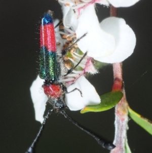 Telocera wollastoni at Uriarra Village, ACT - 12 Nov 2018