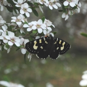 Phalaenoides tristifica at Paddys River, ACT - 12 Nov 2018