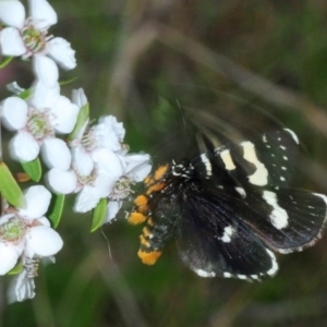 Phalaenoides tristifica at Paddys River, ACT - 12 Nov 2018 05:06 PM