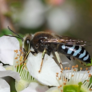 Bembix sp. (genus) at Hackett, ACT - 12 Nov 2018