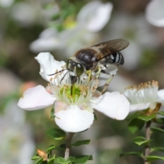 Bembix sp. (genus) at Hackett, ACT - 12 Nov 2018