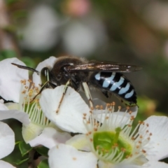 Bembix sp. (genus) at Hackett, ACT - 12 Nov 2018