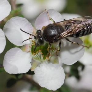 Bembix sp. (genus) at Hackett, ACT - 12 Nov 2018