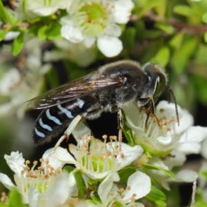 Bembix sp. (genus) at Acton, ACT - 12 Nov 2018