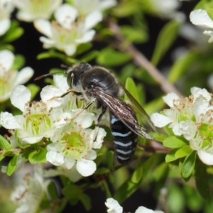 Bembix sp. (genus) at Acton, ACT - 12 Nov 2018