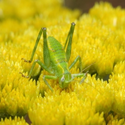 Caedicia sp. (genus) (Katydid) at Acton, ACT - 10 Nov 2018 by TimL