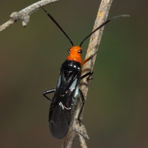 Miridae (family) at Acton, ACT - 10 Nov 2018 01:54 PM