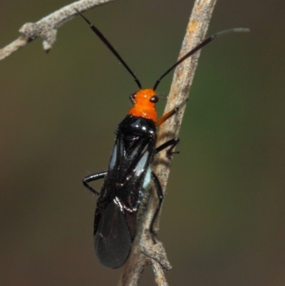 Miridae (family) (Unidentified plant bug) at Acton, ACT - 10 Nov 2018 by TimL