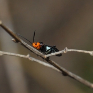 Miridae (family) at Acton, ACT - 10 Nov 2018