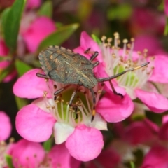 Pentatomoidea (superfamily) (Unidentified Shield or Stink bug) at ANBG - 10 Nov 2018 by Tim L