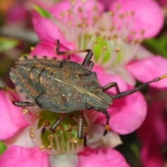 Pentatomoidea (superfamily) at Acton, ACT - 10 Nov 2018 02:30 PM