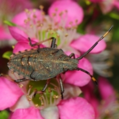 Pentatomoidea (superfamily) at Acton, ACT - 10 Nov 2018