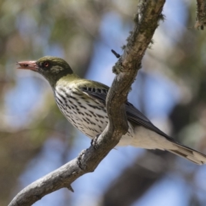 Oriolus sagittatus at Michelago, NSW - 11 Nov 2018