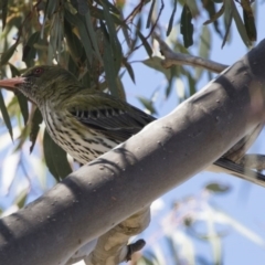 Oriolus sagittatus at Michelago, NSW - 11 Nov 2018