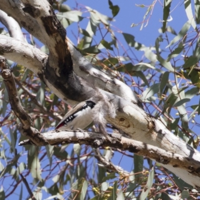 Stagonopleura guttata (Diamond Firetail) at Michelago, NSW - 8 Nov 2018 by Illilanga