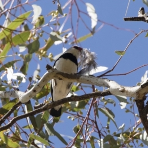 Stagonopleura guttata at Michelago, NSW - 9 Nov 2018