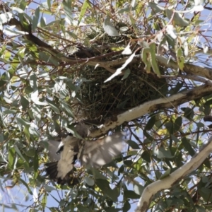 Stagonopleura guttata at Michelago, NSW - 9 Nov 2018