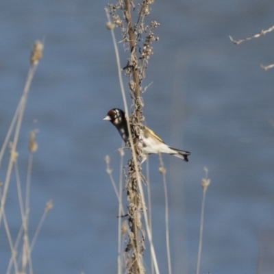 Carduelis carduelis (European Goldfinch) at Michelago, NSW - 1 Jul 2018 by Illilanga