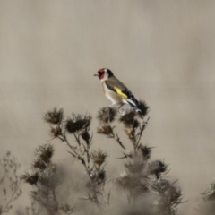 Carduelis carduelis at Michelago, NSW - 1 Jul 2018