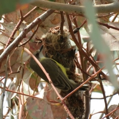 Gerygone olivacea (White-throated Gerygone) at Greenway, ACT - 12 Nov 2018 by KumikoCallaway