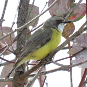 Gerygone olivacea at Bullen Range - 13 Nov 2018 10:58 AM