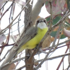 Gerygone olivacea at Bullen Range - 13 Nov 2018 10:58 AM