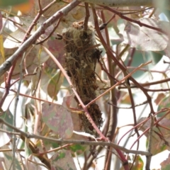 Gerygone olivacea at Bullen Range - 13 Nov 2018 10:58 AM