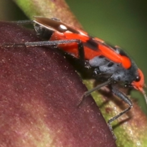 Melanerythrus mactans at Ainslie, ACT - 9 Nov 2018