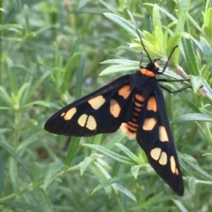 Amata nigriceps at Tathra, NSW - 12 Nov 2018