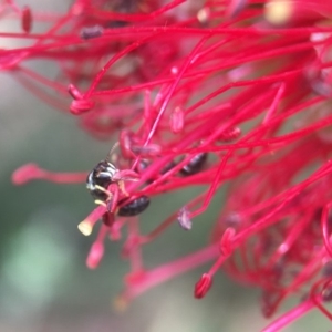 Hylaeus (Prosopisteron) chlorosoma at Red Hill, ACT - 13 Nov 2018