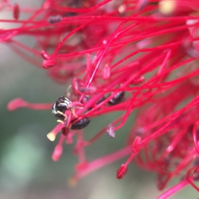 Hylaeus (Prosopisteron) chlorosoma (Hylaeine colletid bee) at Red Hill Nature Reserve - 13 Nov 2018 by PeterA
