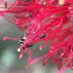 Hylaeus (Prosopisteron) chlorosoma (Hylaeine colletid bee) at Red Hill, ACT - 13 Nov 2018 by PeterA